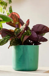 The Ocean Collection Round 18cm Pacific Green