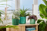 The Ocean Collection Round 14cm Pacific Green
