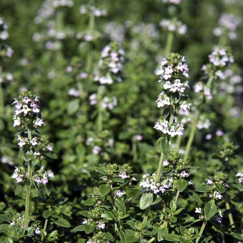 Apelsintimjan 10,5cm kruka