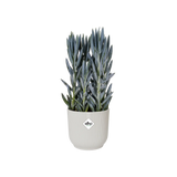 Vibes 'Fold Round' 14cm - Silky White